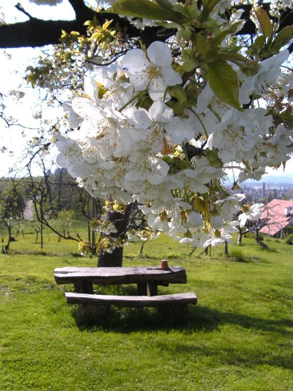 Panorama B&B Ptuj Luaran gambar